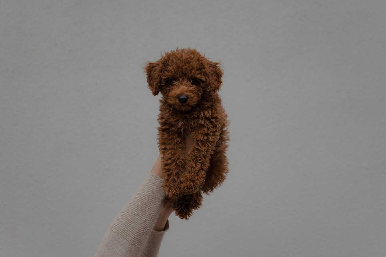 Goldendoodle with coat that needs brushing behind the ears
