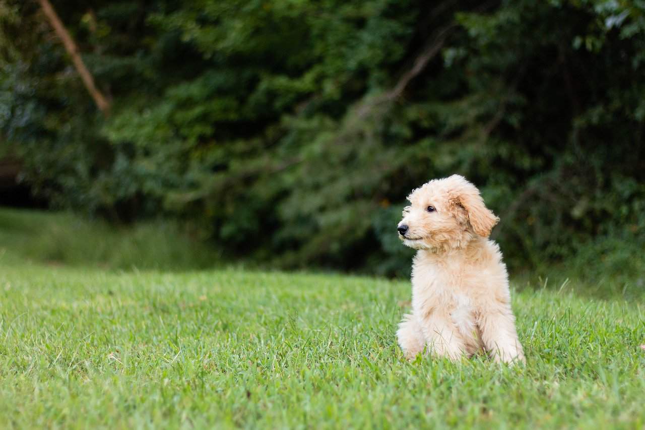 Goldendoodle puppy with transitional coat being brushed