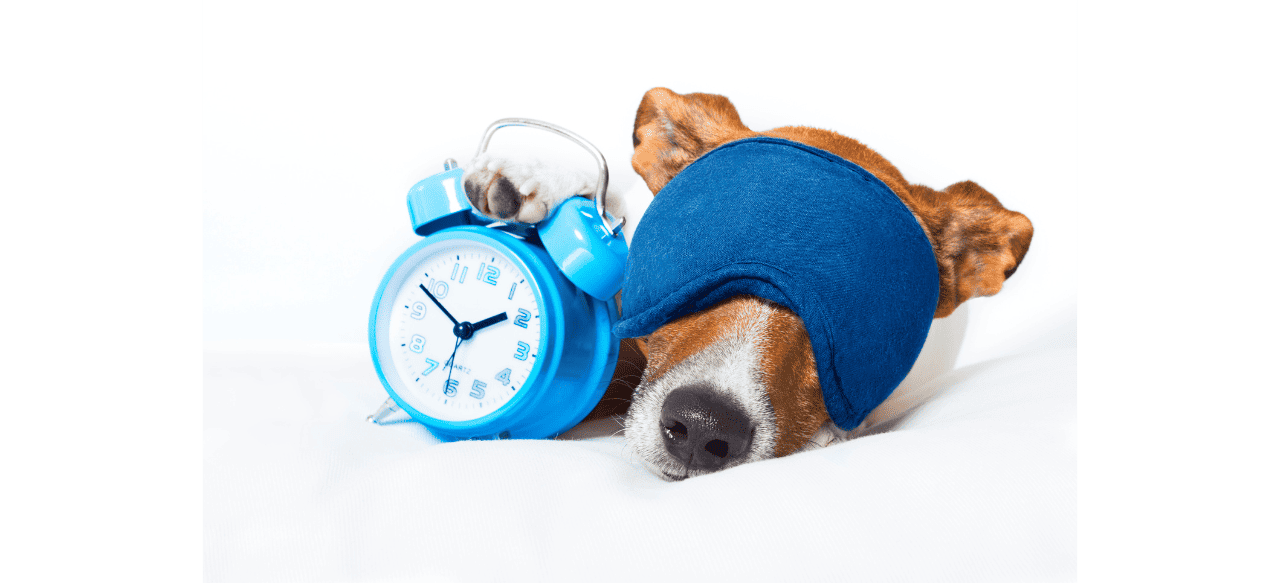 Why Does My Puppy Go Crazy at Night? Unraveling the Midnight Mischief