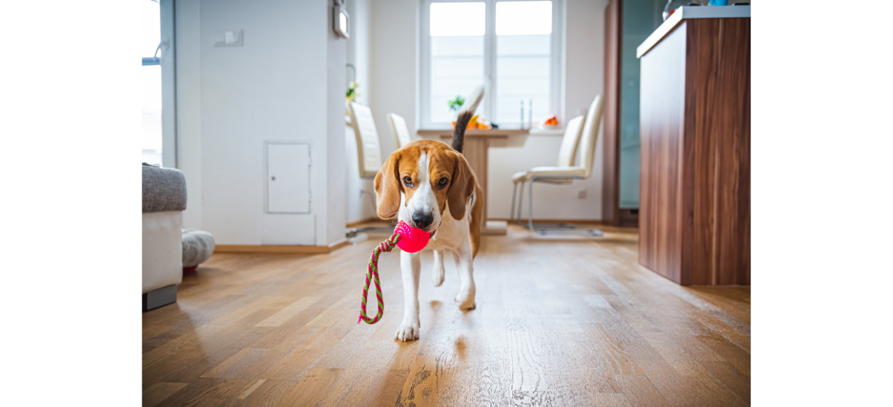 Why Does My Puppy Go Crazy at Night? Unraveling the Midnight Mischief
