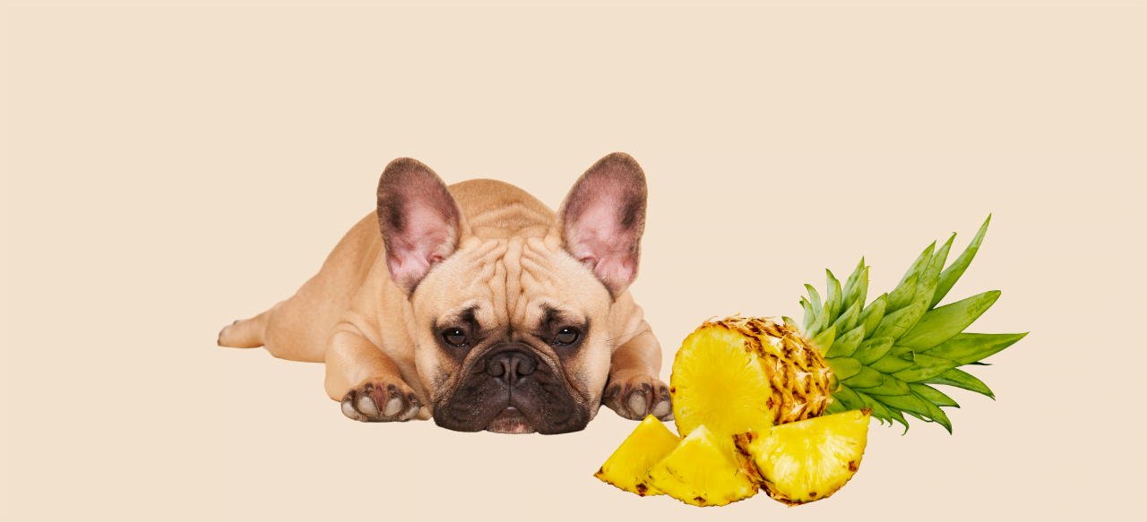 can french bulldogs eat pineapple