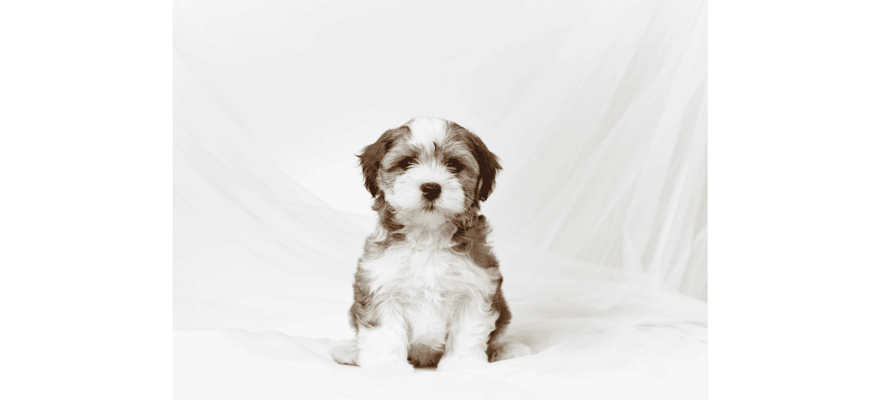 Do Havanese Puppies Shed? Shedding Light on the LowShedding Cuties