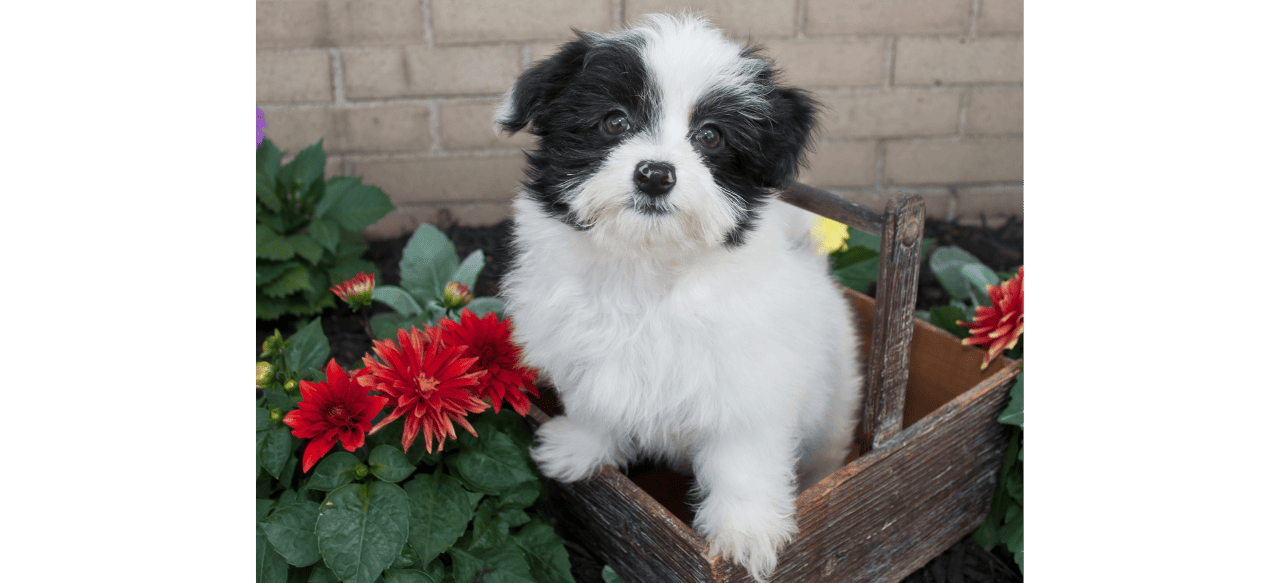 Do Havanese Puppies Shed? Shedding Light on the LowShedding Cuties