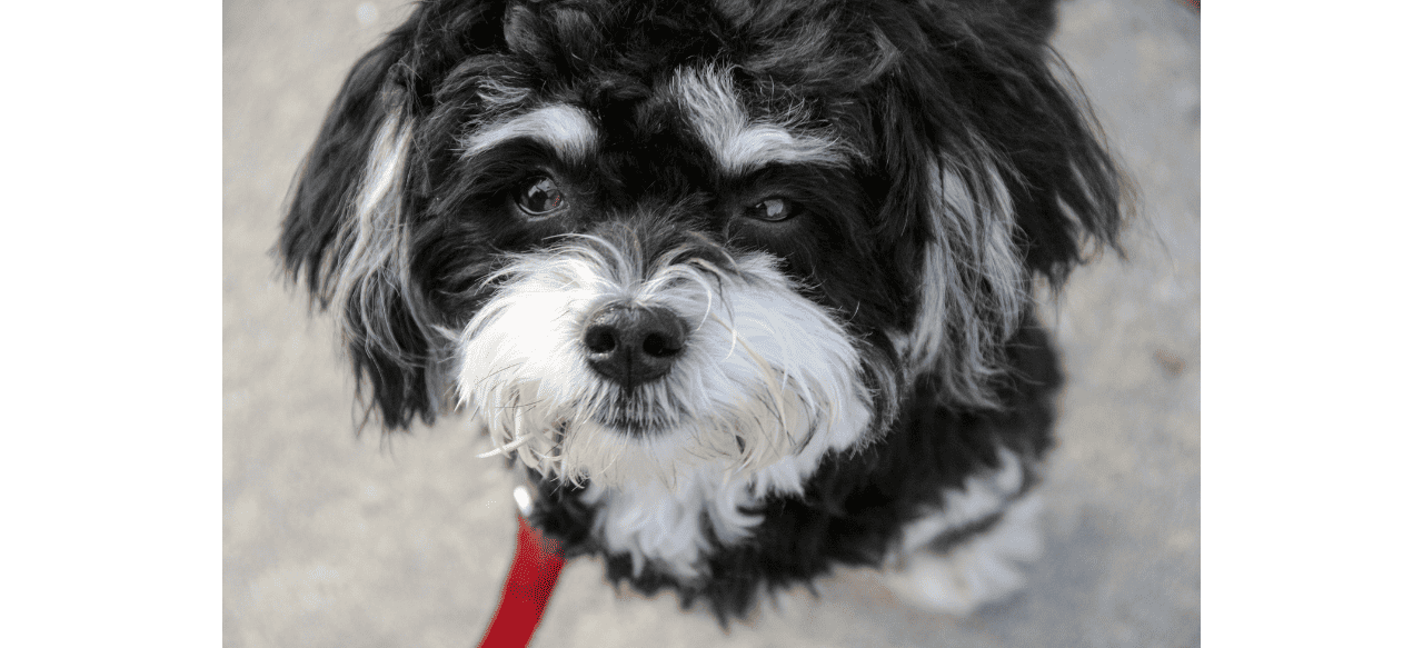 Do Havanese Puppies Shed? Shedding Light on the LowShedding Cuties