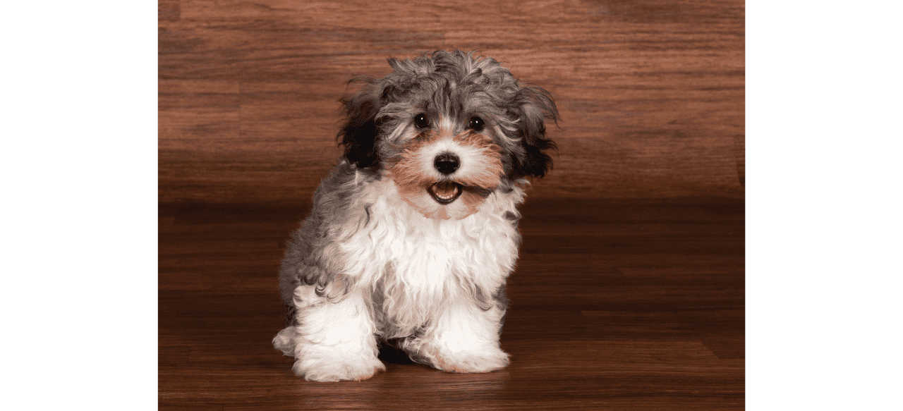 Do Havanese Puppies Shed? Shedding Light on the LowShedding Cuties