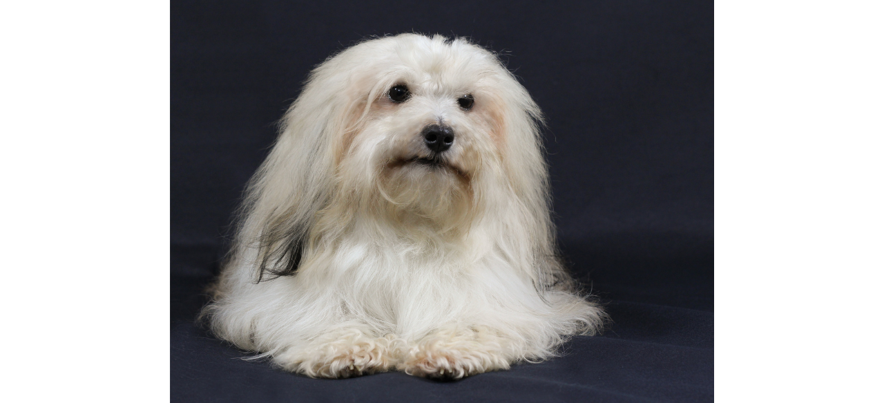 Do Havanese Puppies Shed? Shedding Light on the LowShedding Cuties
