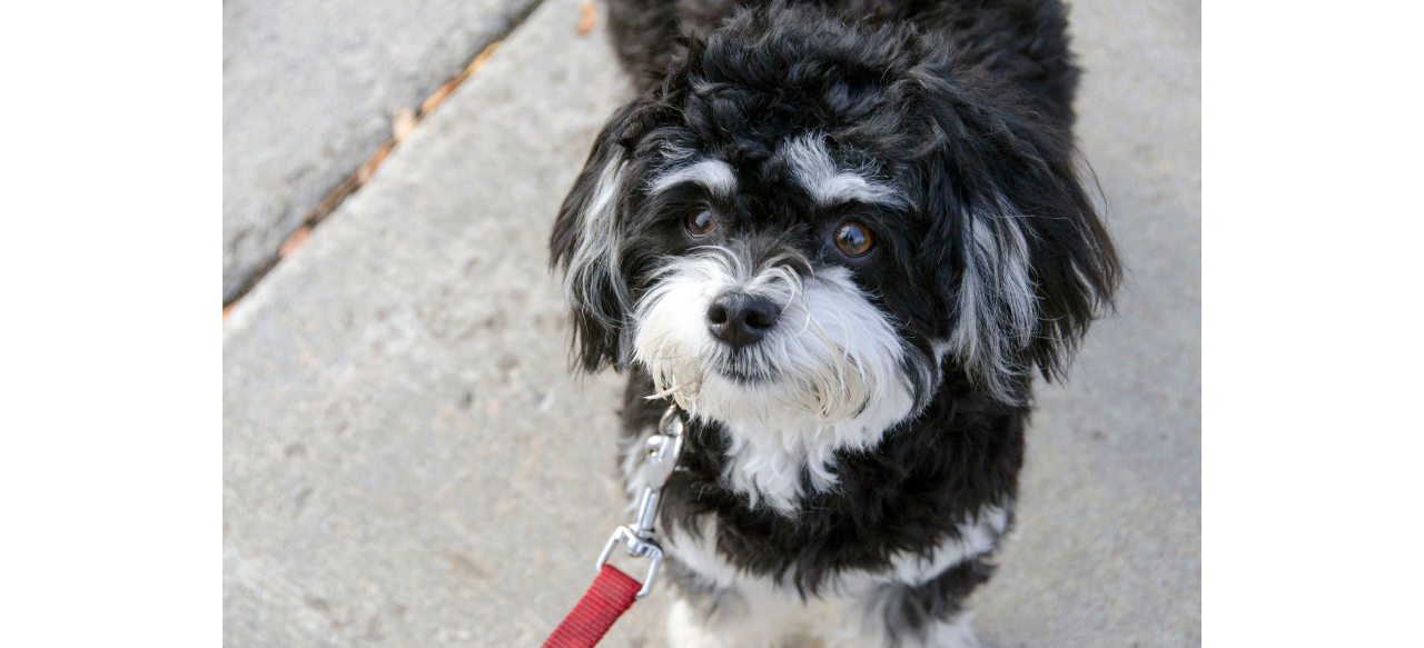 Do Havanese Puppies Shed? Shedding Light on the LowShedding Cuties