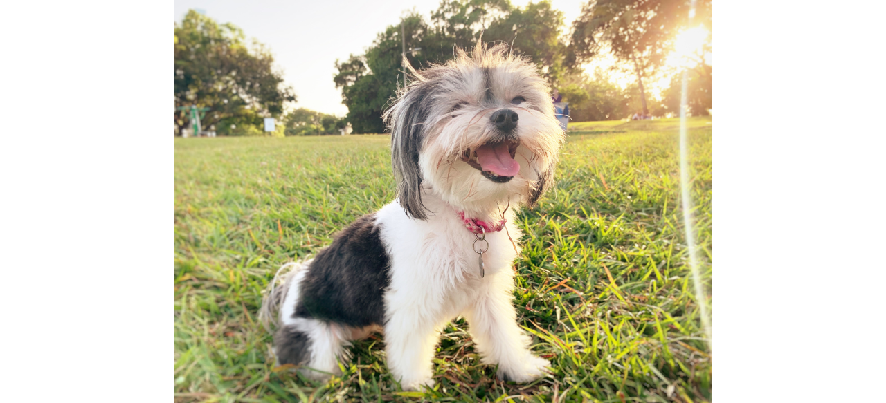 Do Havanese Puppies Shed? Shedding Light on the LowShedding Cuties