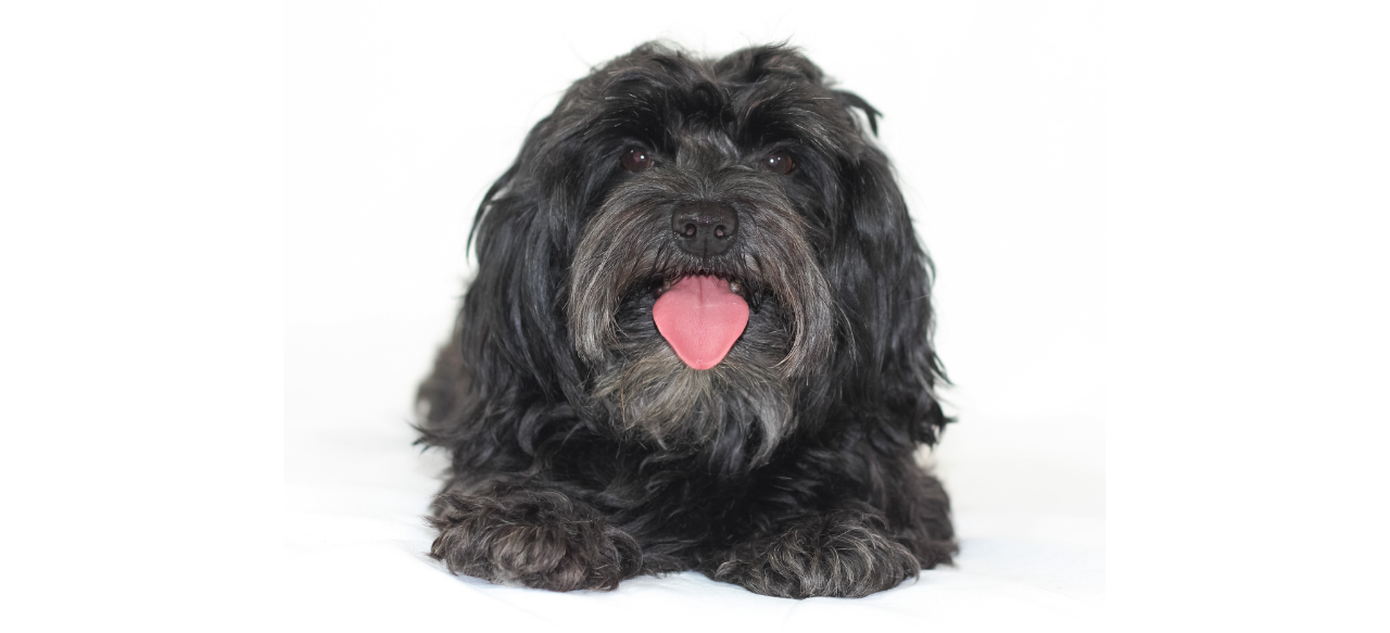 Do Havanese Puppies Shed? Shedding Light on the LowShedding Cuties