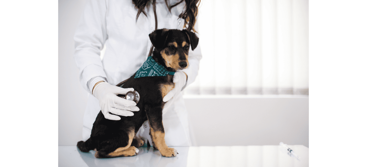 Understanding Dog Heartworm Treatment Costs What You Need to Know