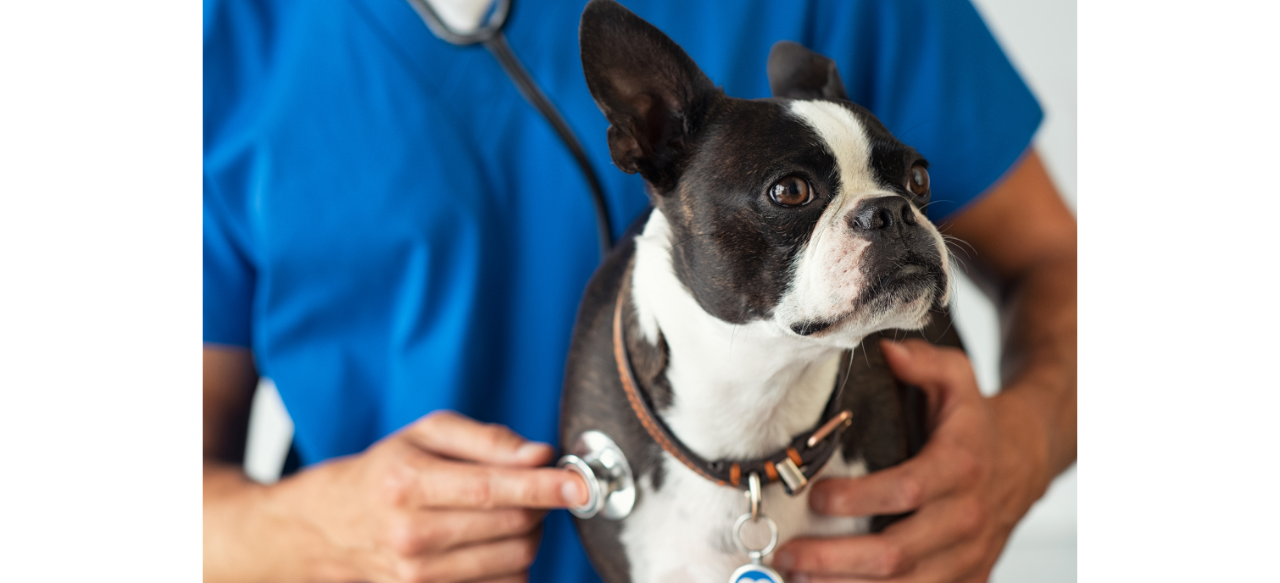 Understanding Dog Heartworm Treatment Costs What You Need to Know