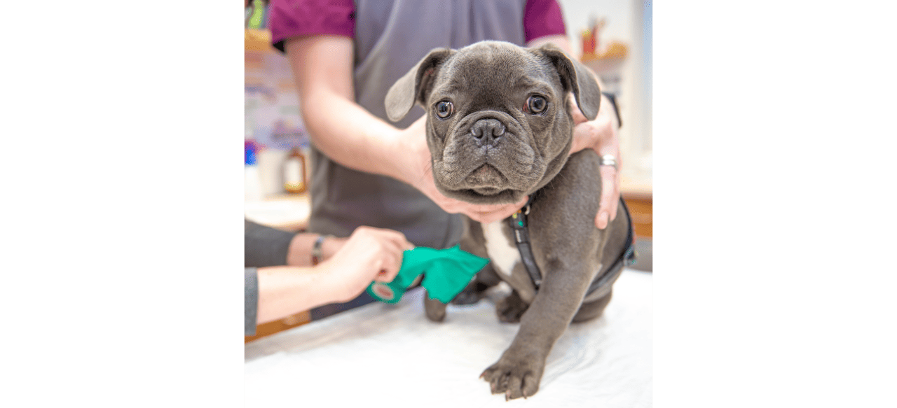 Understanding Dog Heartworm Treatment Costs What You Need to Know