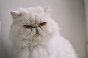 Persian cat cost