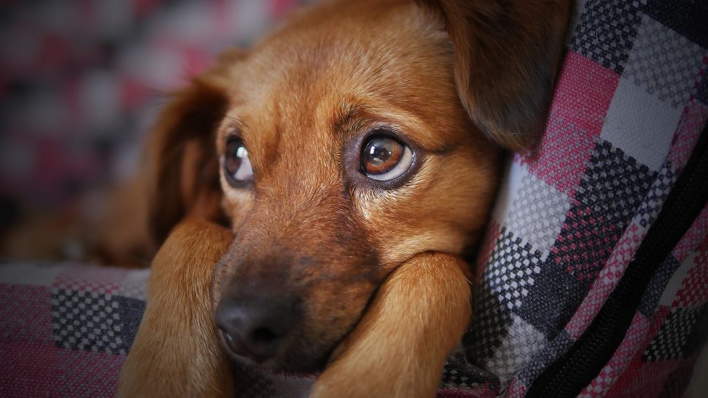 Puppy Cries When I Leave the Room Uncertainty