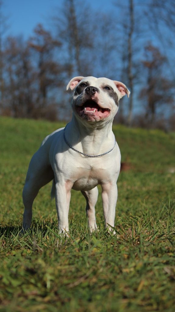 Staffordshire Terrier Bulldog Mix