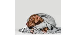 when can puppies regulate their body temperature