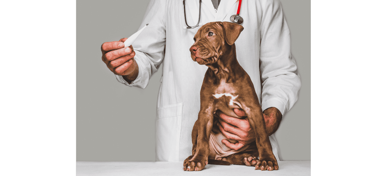 The Pawsome Timeline When Can Puppies Regulate Their Body Temperature