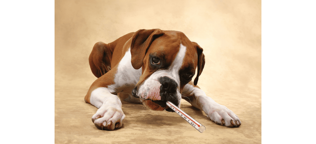 The Pawsome Timeline When Can Puppies Regulate Their Body Temperature? BarkStory