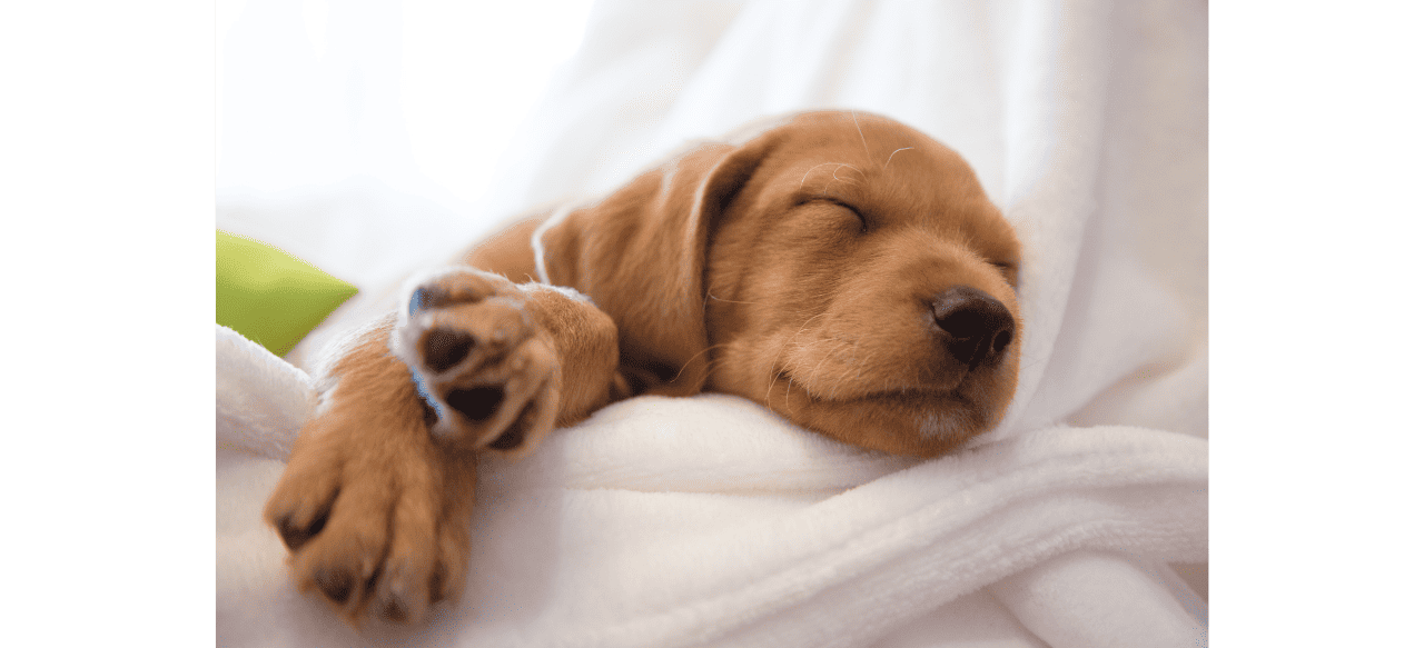 The Pawsome Timeline When Can Puppies Regulate Their Body Temperature? BarkStory