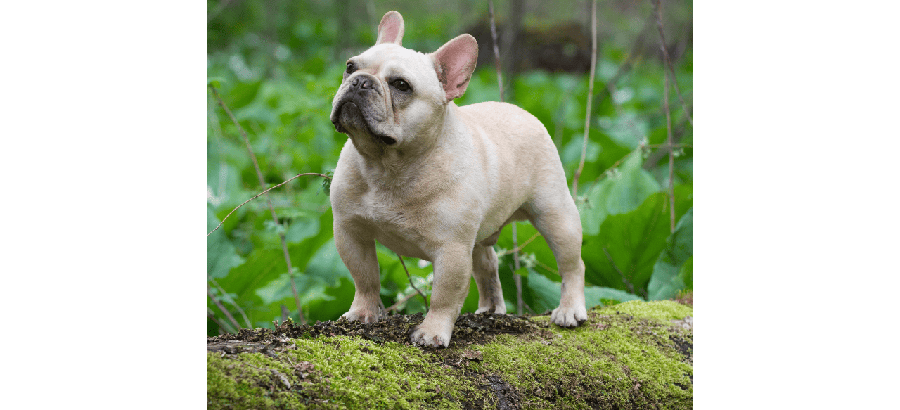 How Much Should I Charge to Stud My French Bulldog? A Comprehensive Guide BarkStory