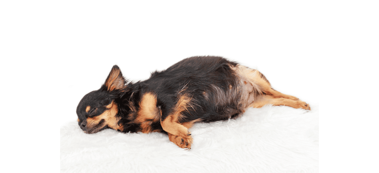 Puppy PitterPatter When Can You Feel Puppies Move in Pregnant Dog