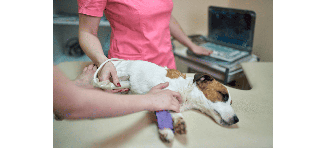 Puppy Pitter-Patter: When Can You Feel Puppies Move in Pregnant Dog