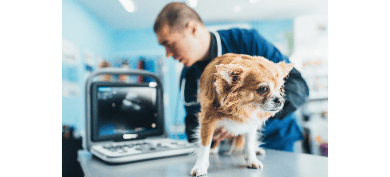 Puppy PitterPatter When Can You Feel Puppies Move in Pregnant Dog