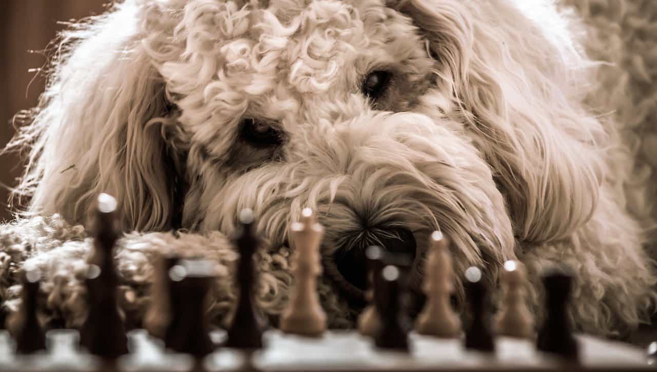 Close-up of adult Goldendoodle shaggy coat showing texture