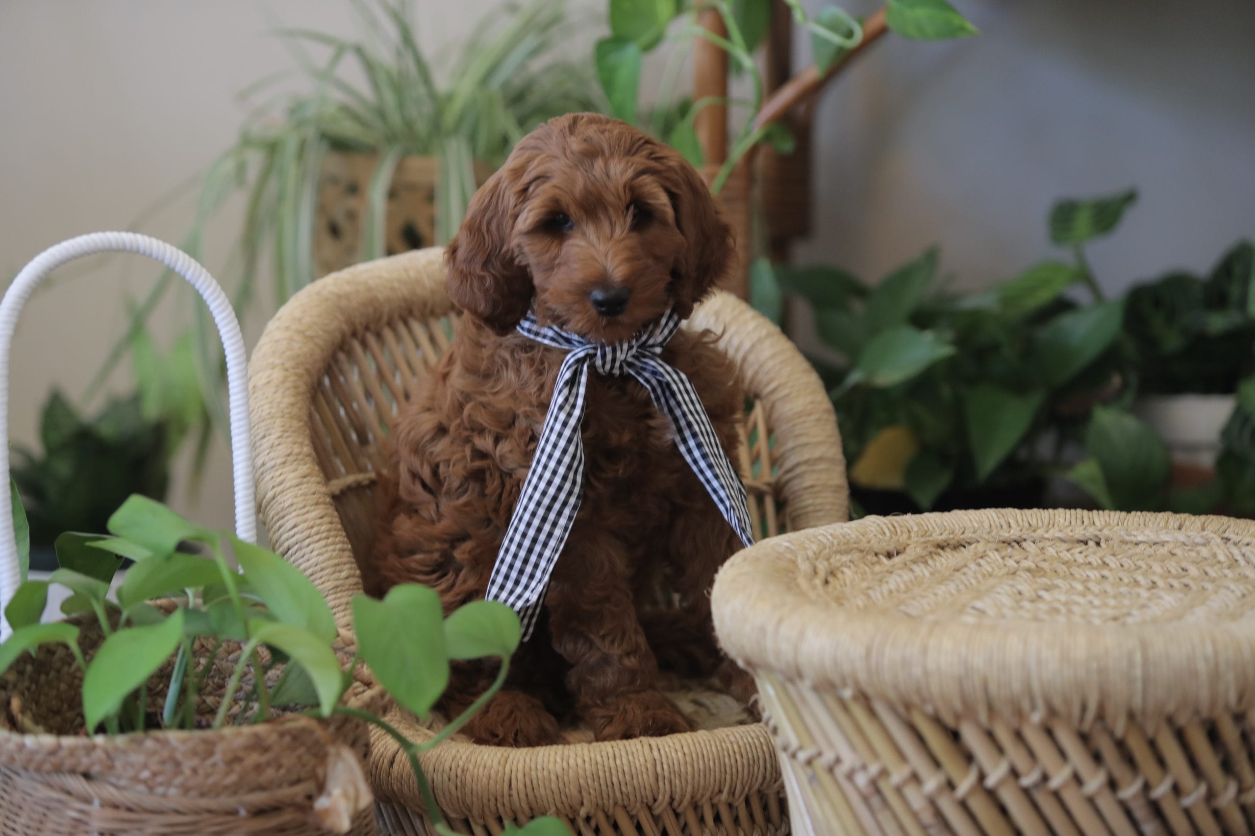 Goldendoodle puppy going through coat transition phase